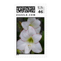 Amaryllis Stamp