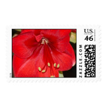 Amaryllis Stamp