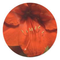Amaryllis Stickers by mlane53 Amaryllis Stickers