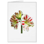 Amaryllis Sydney Cards