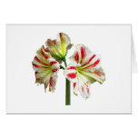 Amaryllis Sydney Cards