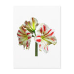 Amaryllis Sydney Post Cards