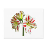 Amaryllis Sydney Post Cards