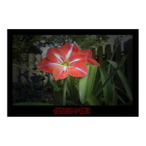 "Amaryllis & Table" - Print