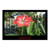 "Amaryllis & Table" - Print (No Shadow)