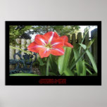 "Amaryllis & Table" - Print (No Shadow)