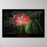 "Amaryllis & Table" - Print