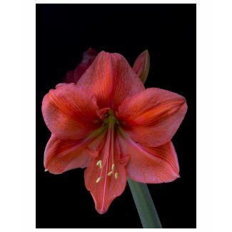 Amaryllis zazzle_shirt