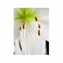 Amaryllis White Flower Close Up photo sculptures