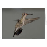 Amazilia rutila - Cinnamon Hummingbird Greeting Cards