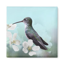 Amazilias Magnet