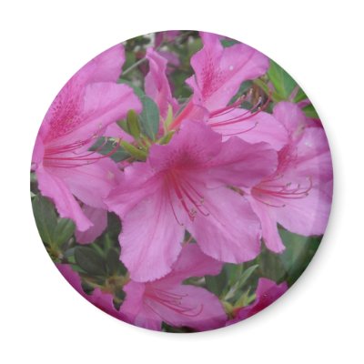Amazing Azaleas Refrigerator Magnets by cLaShaem