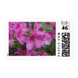 Amazing Azaleas Postage Stamp