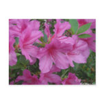 Amazing Azaleas Postcard