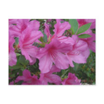 Amazing Azaleas postcards by cLaShaem Amazing Azaleas postcards