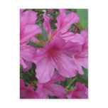 Amazing Azaleas Postcard