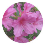 Amazing Azaleas Round Sticker