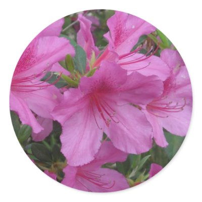 Amazing Azaleas Round Sticker by cLaShaem