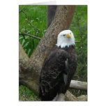Amazing Bald Eagle Cards