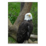 Amazing Bald Eagle Cards