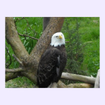 Amazing Bald Eagle posters