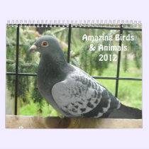Amazing Birds and Animals 2012 calendars