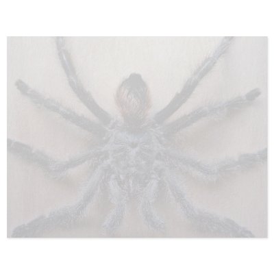 Amazing black tarantula spider customized letterhead by inspirelove