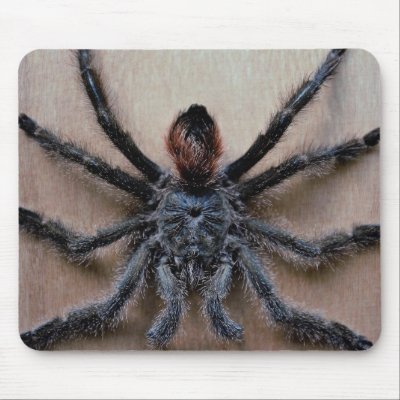 Amazing black tarantula spider mouse pad by inspirelove
