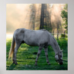 Amazing Graze posters