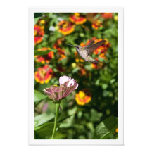 Amazing Hummingbird Photo