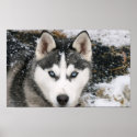Amazing Husky Poster posters