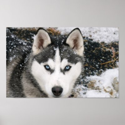 Amazing Husky Poster by irdoggy