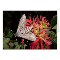 Amazing Moth Picture Taken in Zambia cards