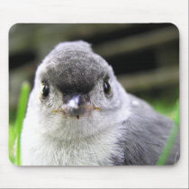 Amazing Photo of Titmouse mousepads