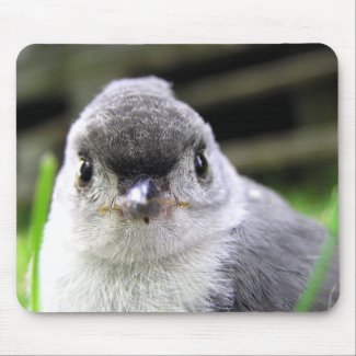 Amazing Photo of Titmouse