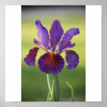 Amazing Purple Iris Poster