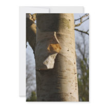 Amazing Tree Bark Invitation