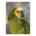 Amazon Blue Front Parrot posters by beverlytazangel Amazon Blue Front Parrot posters