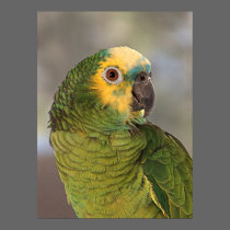 Amazon Blue Front Parrot posters