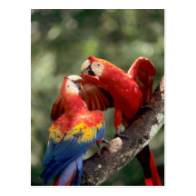 Amazon, Brazil. Pair of Scarlet Macaws (Ara Postcard