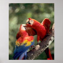 Amazon, Brazil. Pair of Scarlet Macaws (Ara Print