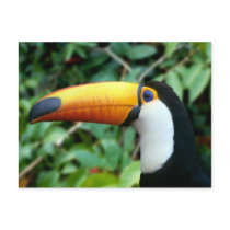Amazon, Brazil. Yellow-beaked toucan with white Postcards