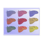 Amazon Butterfly Postcard