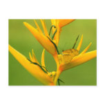 Amazon Humane Society:  Amazon Nature Series Postcard