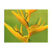 Amazon Humane Society:  Amazon Nature Series postcards