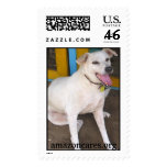 Amazon Humane Society Custom Postage Stamp