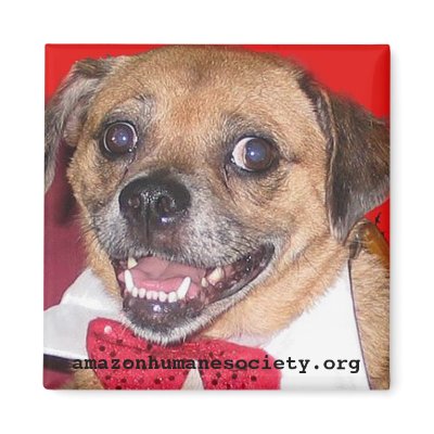 Amazon Humane Society Magnet: Precious Dog Series by MMednikow