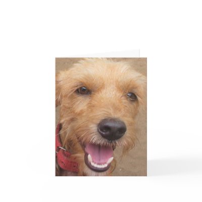Amazon Humane Society "Pedro" Note Card by MMednikow