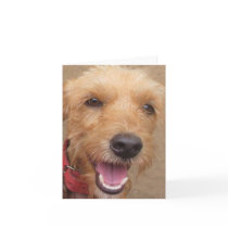 Amazon Humane Society "Pedro" Note Card by MMednikow Amazon Humane Society "Pedro" Note Card