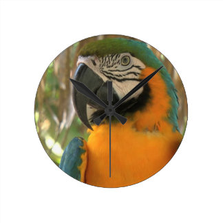 Amazon macaw round wallclocks